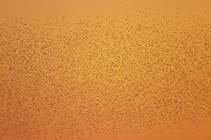 Starling: Common Starling flock