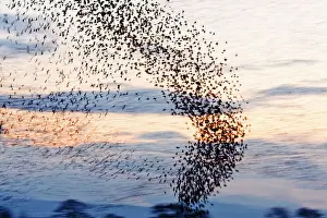 Quickly: Common Starling Flock - A column of birds flying