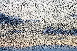 Grouping: Common Starling Flock - A dense flock grouping