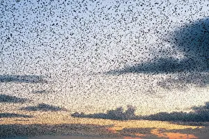 Grouping: Common Starling Flock - A dense flock grouping