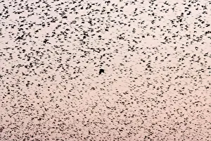 Grouping: Common Starling Flock - A dense flock grouping