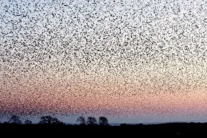 Grouping: Common Starling Flock - An immense flock grouping