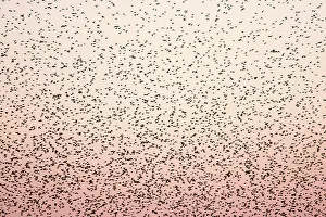 Grouping: Common Starling Flock - An immense flock grouping