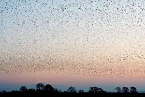 Grouping: Common Starling Flock - An immense flock grouping
