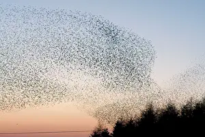 Grouping: Common Starling Flock - An immense flock grouping