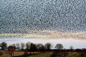 Prepare: Common Starling Flock - Large dense flock gathering