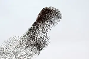 Prepare: Common Starling Flock - Large flock formation as
