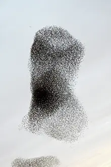 Prepare: Common Starling Flock - Large flock formation as