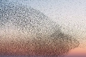 Grouping: Common Starling Flock - Showing swirling motion