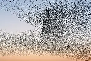 Grouping: Common Starling Flock - Showing swirling motion