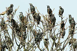 Treetop: Common Starling - flock singing from treetop