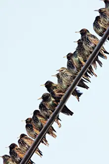 Telegraph: Common Starling - gathering on telegraph wires