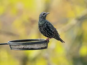 Starlings: Common Starling, perched on feeding station in autumn