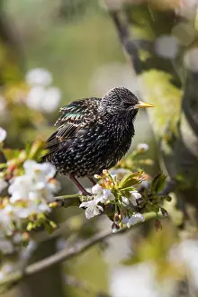 Tiere: Common Starling, sitting in flowering cherry tree
