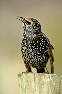 Chirping: Common Starling - sitting on pearch chirping
