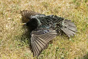 Sunbathe: Common starling (Sturnus vulgaris)