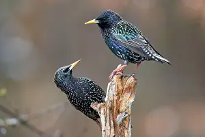 Sturnus: Common starling (Sturnus vulgaris), courtship display