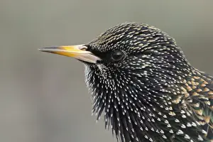 Starling: Common starling (Sturnus vulgaris) adult bird head