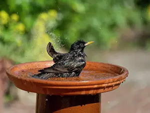 Starling: Common starling (Sturnus vulgaris) bathing in a