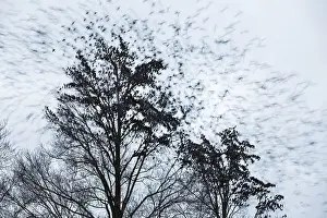 Explosion: Common Starling (Sturnus vulgaris) fleeing from