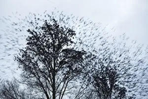 Explosion: Common Starling (Sturnus vulgaris) fleeing from
