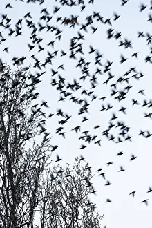 Murmuration: Common Starling (Sturnus vulgaris) fleeing from