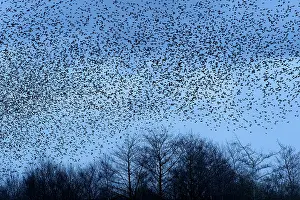 031019: Common Starling (Sturnus vulgaris) flock, in flight