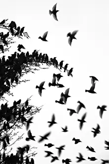 Blur: Common Starling (Sturnus vulgaris) gathering in