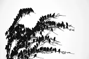 Blur: Common Starling (Sturnus vulgaris) gathering in