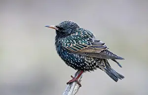 Starling: Common starling (Sturnus vulgaris) Germany