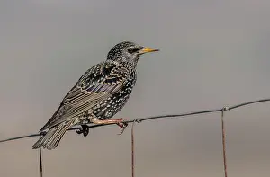 Starlings: Common starling, Sturnus vulgaris, perched on fence