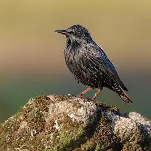 Starling: Common starling (Sturnus vulgaris), in plain dre