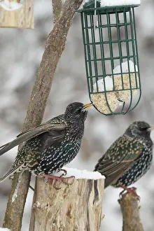 Caring: Common starling (Sturnus vulgaris) in plain dress