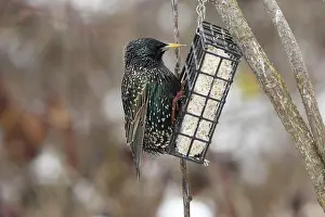 Caring: Common starling (Sturnus vulgaris) in plain dress