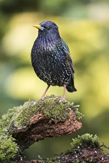 Essex: Common starling (Sturnus vulgaris) standing on