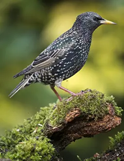Essex: Common starling (Sturnus vulgaris) standing on