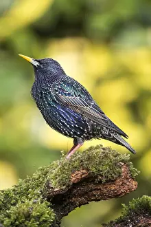 Essex: Common starling (Sturnus vulgaris) standing on