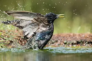 Sturnus: Common Starling (Sturnus vulgaris) taking a bat
