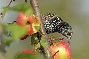 Zalk: Apple