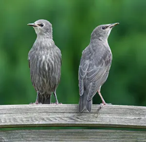Starling: Common starling (Sturnus vulgaris), young birds