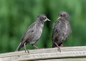Starling: Common starling (Sturnus vulgaris), young birds
