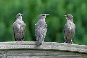 Starling: Common starling (Sturnus vulgaris), young birds