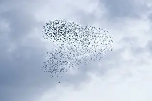 Swirling: Common Starling - Swirling flock of birds under