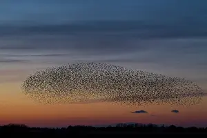 Murmuration: Common Starlings flock / murmuration in flight at suns