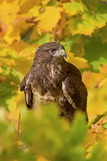 Buteo: Common steppe buzzard (Buteo buteo), adult male