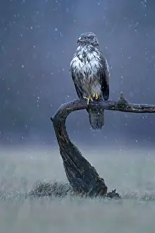 Buteo: Common steppe buzzard (Buteo buteo) in ambush, lurking