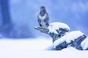 Morph: Common steppe buzzard (Buteo buteo) dark variant