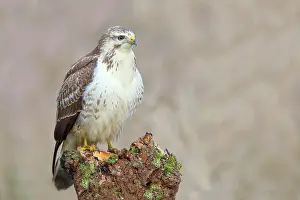 Buteo: Common steppe buzzard (Buteo buteo) light variant