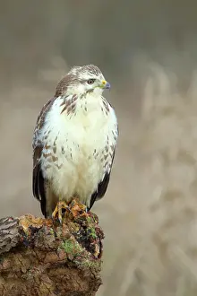 Buteo: Common steppe buzzard (Buteo buteo) light variant
