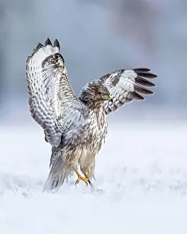 Defensive: Common steppe buzzard (Buteo buteo) Wings spreading